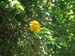 1987-yellowflower