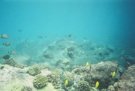 2008-011-fish
